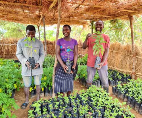 Tree Nursery